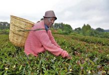 Murang’a tea farmers hail government’s effort to initiate reforms after decades of agony