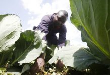 EU lifts agribusiness with Sh22b funding