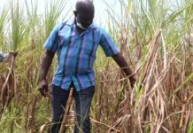 Farmers warn against delays in privatisation of sugar factories
