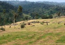 Kenya’s forest communities face eviction from ancestral lands – even during pandemic