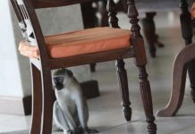 Star-rated hotels in Mombasa announce opening dates