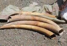Three suspects including police officer arrested with ivory worth Sh800,000