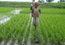 After years of hardship in Saudi Arabia, I came back to start a successful organic farm in Kiambu