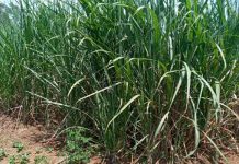 Smart agriculture is way for rural farmers to avert climate change challenges