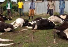 Kebs swings into action after MP Sh2.5m loss linked to animal feed