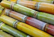Sugar manufacturers want ban on cane imports lifted