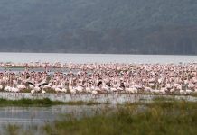 Flamingos return to Lake Nakuru