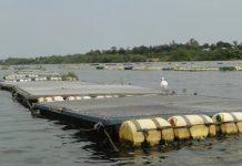 Swelling lake affects cage fish farming in Nyanza