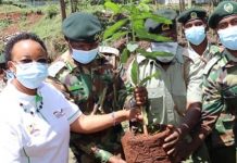 Leaders advocate for more trees to reduce ground-level ozone