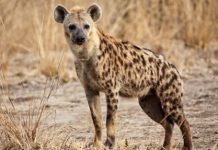 One dead, three injured after hyena attack