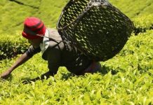 Tea prices improve amidst low global supplies