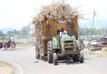 Ailing sugar firms face flood of cheap imports