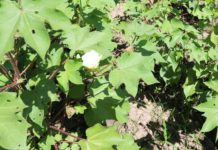 Cotton revival in Nyanza kicks off with Sh700m plant