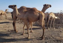 Doctors warn dangers of taking camel urine as a cure