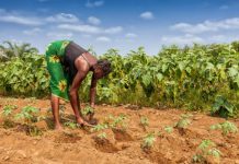 Firm unites businesses worldwide to preserve the environment