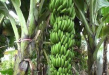 Sh 300 million cold rooms, warehouse projects to boost potatoes, banana farming