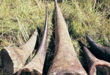 Officers raise red flag over poaching