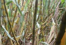 Raila Odinga drums support for leasing of sugar factories