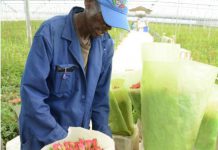 Anxiety as flower prices drop in key European markets