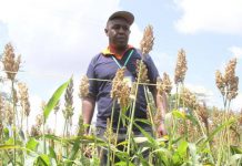 Brewer ups barley, sorghum demand after bars reopen