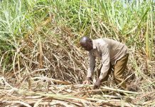 Cane farmers want Comesa import safeguards extended
