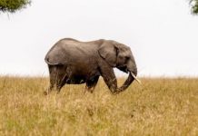 Mara conservancies secure a lifeline