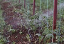 Kenya develops integrated marketing strategy to boost horticulture sector