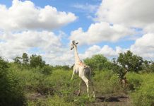 Rare white giraffe fitted with a GPS tracking device