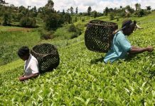 KTDA offers tea farmers Sh734m windfall
