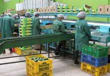 Spare SMEs from paying turnover tax, says lobby