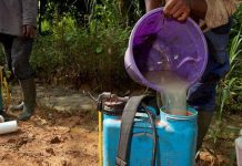 KU pesticides study a wake-up call for food safety regulators