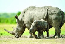 KWS: No rhino was poached in 2020