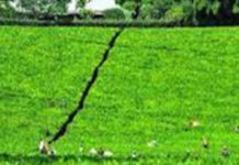 Limuru Tea issues profit warning