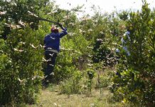 Munya: Over 24 counties hit by desert locusts