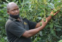 Murang’a farmers reap big from expanding avocado business