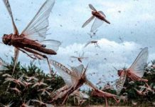 Experts: How to manage desert locusts