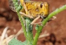 IGAD member states to jointly combat desert locust