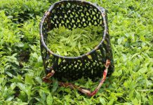 KTDA management face jail terms as President cracks the whip on tea cartels