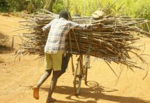 Slow pace of sugar sector reforms leaves farmers a bitter lot