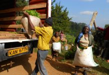 Tea auction prices drop to lowest this year