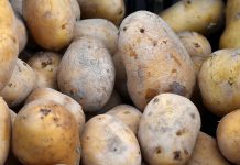 Kenya’s authority to begin crackdown on unregistered potato dealers Kenya's authority to begin crackdown on unregistered potato dealers