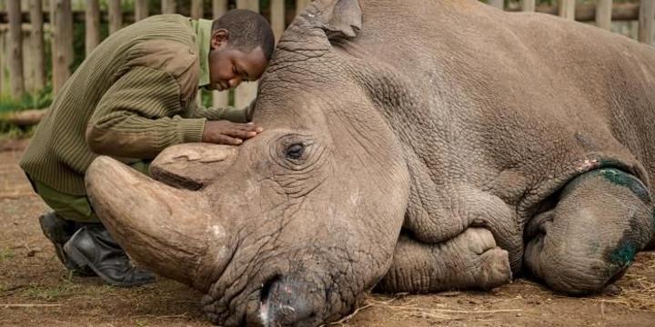 Kenya to Receive First Northern White Rhino Calf in Ksh 500M Project Kenya to Receive First Northern White Rhino Calf in Ksh 500M Project