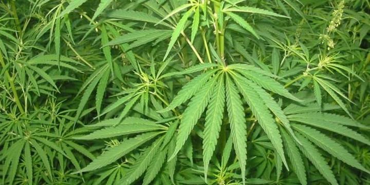 Kenya Softens Stand on Marijuana After Rwanda Legalisation Kenya Softens Stand on Marijuana After Rwanda Legalisation
