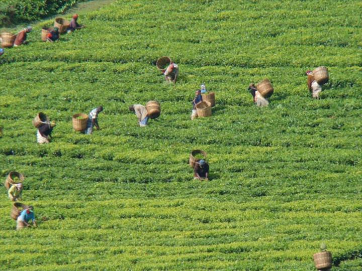 Tea price reserve regime starts to bear fruits Tea price reserve regime starts to bear fruits