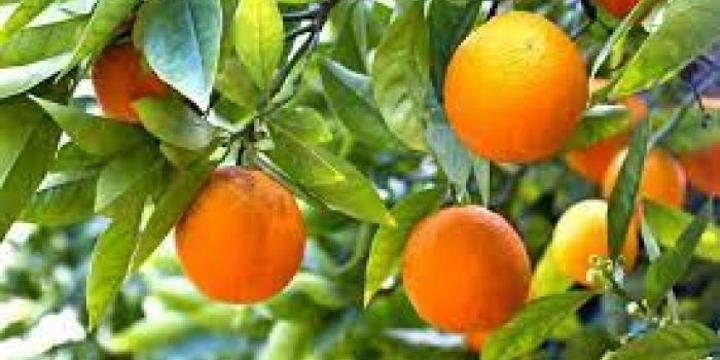 Pixie Fruit: Rare Crop Making Millions For Kenyan Farmers Pixie Fruit: Rare Crop Making Millions For Kenyan Farmers