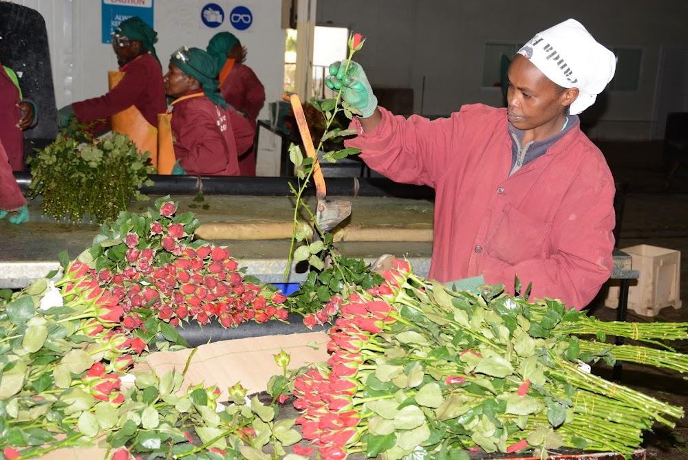 Europe flower buyers invest Sh60.9M in Kenyan farm workers Europe flower buyers invest Sh60.9M in Kenyan farm workers