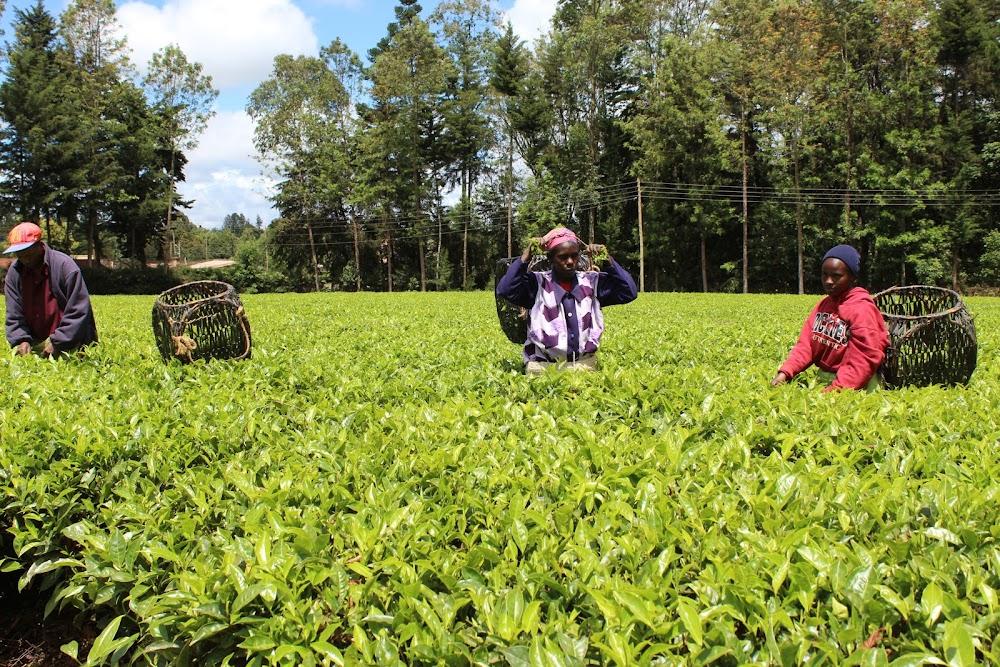 Tea auction prices hit highest mark this year Tea auction prices hit highest mark this year