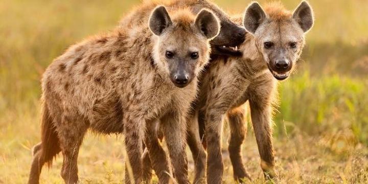 Girl Mauled by Hyena on Mombasa Road Seeks Compensation from KWS Girl Mauled by Hyena on Mombasa Road Seeks Compensation from KWS