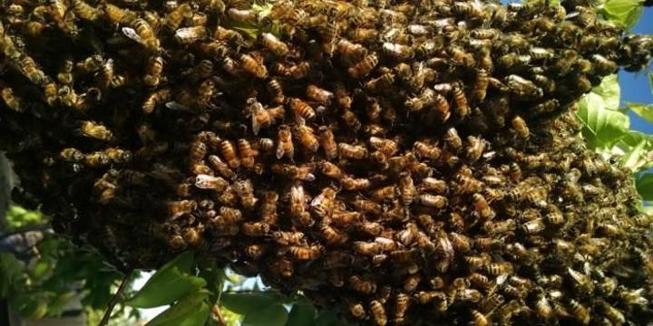 Mombasa Investigating Officer Killed by Bees Mombasa Investigating Officer Killed by Bees