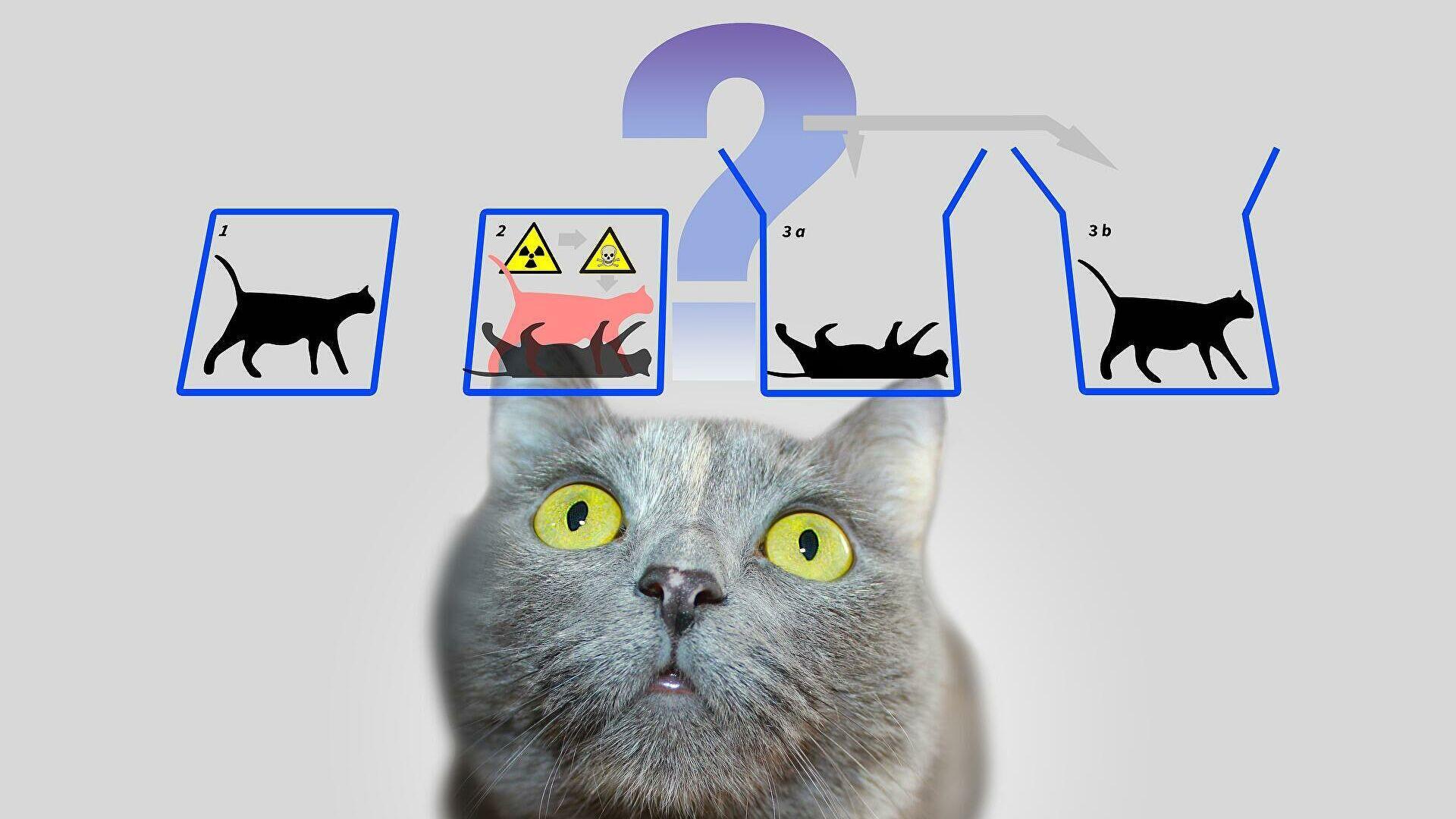 Schrödinger’s Cat Helps Solve 240 Years Maths Problem That Was Deemed to Have No Solution
